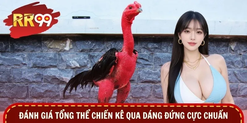 Đánh giá tổng thể chiến kê qua dáng đứng cực chuẩn